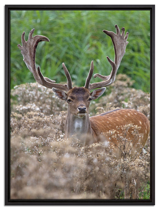 Hirschbock auf Wildwiese auf Leinwandbild gerahmt Größe 80x60