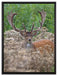 Hirschbock auf Wildwiese auf Leinwandbild gerahmt Größe 80x60