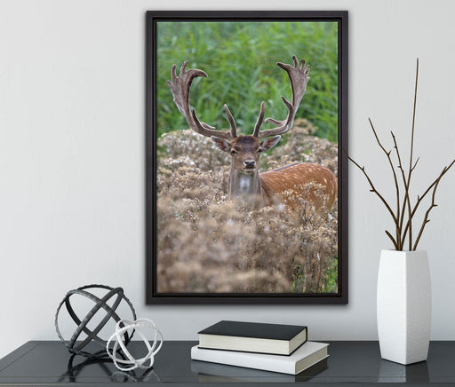 Hirschbock auf Wildwiese auf Leinwandbild gerahmt mit Kirschblüten