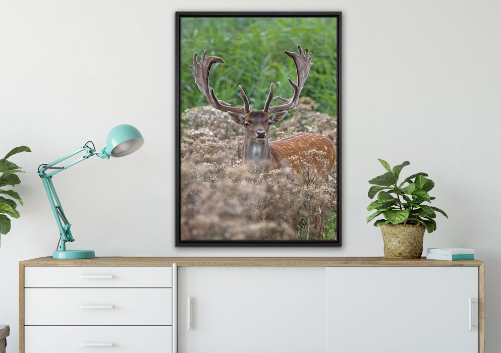 Hirschbock auf Wildwiese auf Leinwandbild gerahmt verschiedene Größen im Wohnzimmer