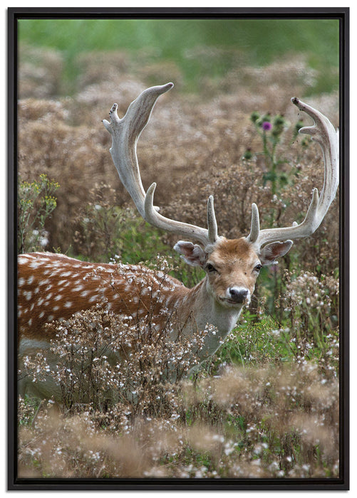 Axishirsch auf Wildwiese auf Leinwandbild gerahmt Größe 100x70