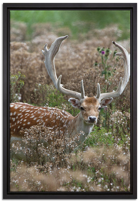 Axishirsch auf Wildwiese auf Leinwandbild gerahmt Größe 60x40