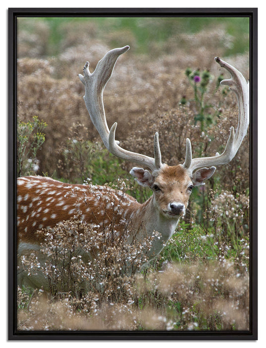 Axishirsch auf Wildwiese auf Leinwandbild gerahmt Größe 80x60