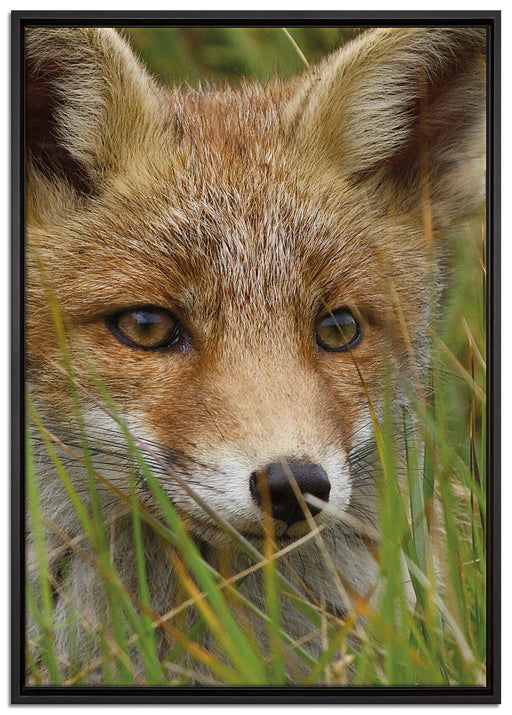 junger Fuchs auf Wiese auf Leinwandbild gerahmt Größe 100x70