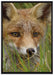 junger Fuchs auf Wiese auf Leinwandbild gerahmt Größe 100x70