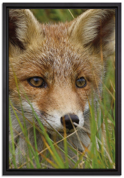 junger Fuchs auf Wiese auf Leinwandbild gerahmt Größe 60x40