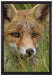 junger Fuchs auf Wiese auf Leinwandbild gerahmt Größe 60x40