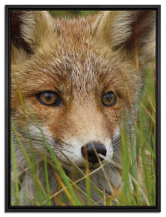 junger Fuchs auf Wiese auf Leinwandbild gerahmt Größe 80x60