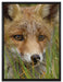 junger Fuchs auf Wiese auf Leinwandbild gerahmt Größe 80x60