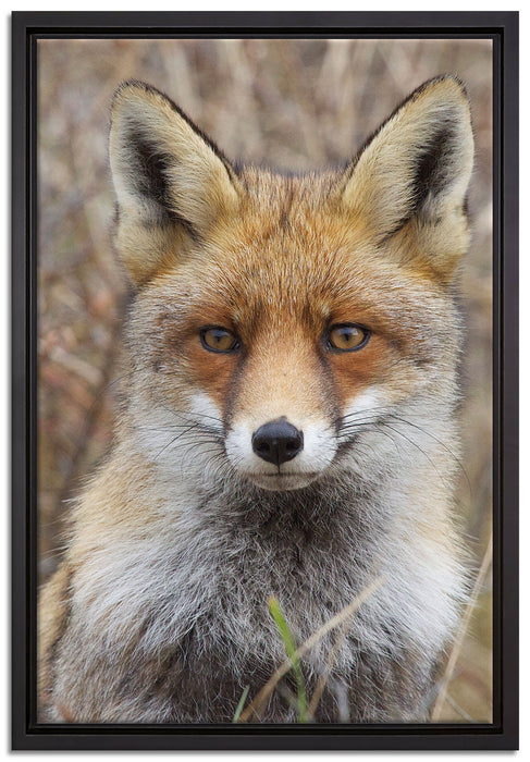 aufmerksamer Fuchs im Geäst auf Leinwandbild gerahmt Größe 60x40