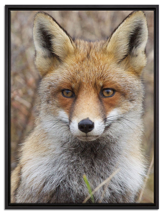 aufmerksamer Fuchs im Geäst auf Leinwandbild gerahmt Größe 80x60