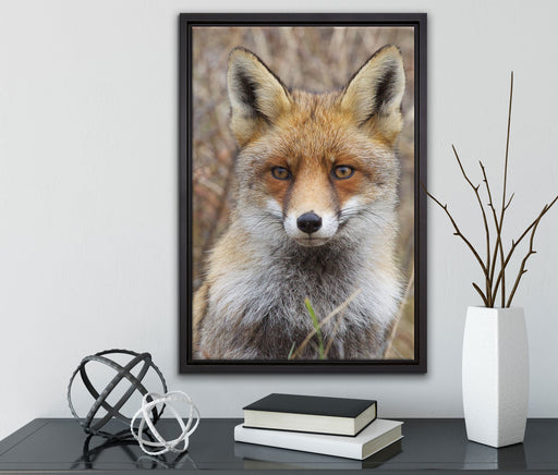 aufmerksamer Fuchs im Geäst auf Leinwandbild gerahmt mit Kirschblüten