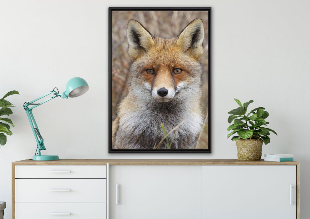 aufmerksamer Fuchs im Geäst auf Leinwandbild gerahmt verschiedene Größen im Wohnzimmer
