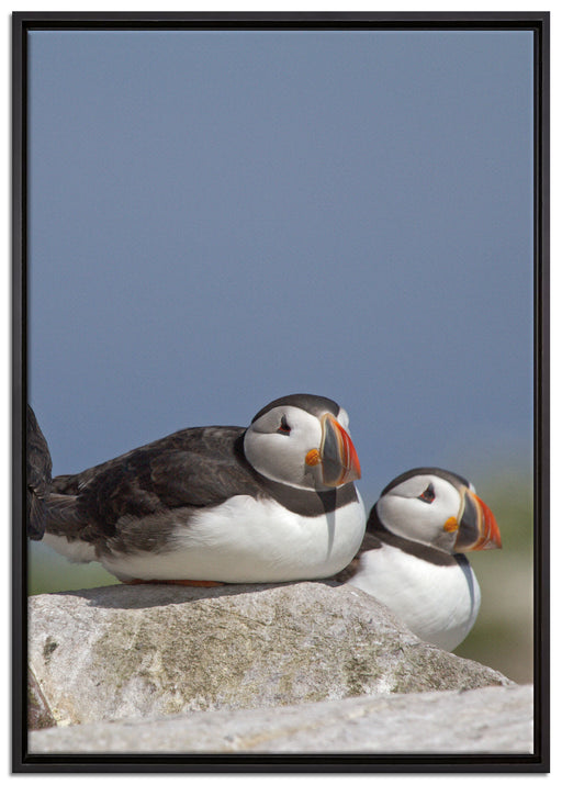 drei Papageitaucher auf Felsen auf Leinwandbild gerahmt Größe 100x70
