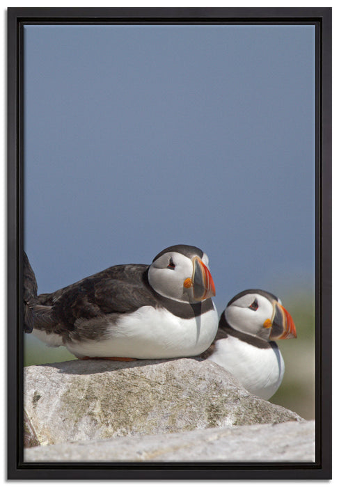 drei Papageitaucher auf Felsen auf Leinwandbild gerahmt Größe 60x40