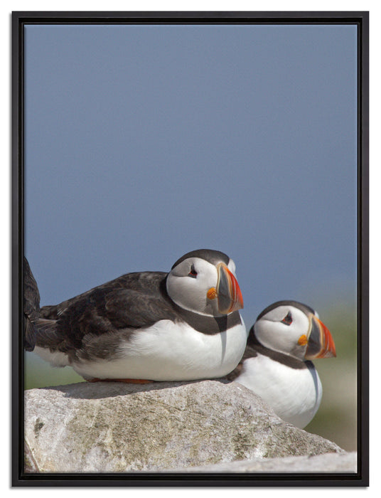 drei Papageitaucher auf Felsen auf Leinwandbild gerahmt Größe 80x60