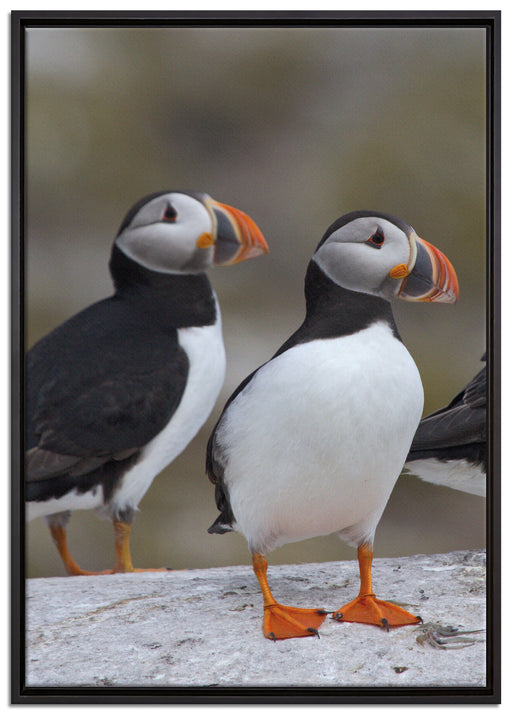 Papageitaucher Familie auf Felsen auf Leinwandbild gerahmt Größe 100x70
