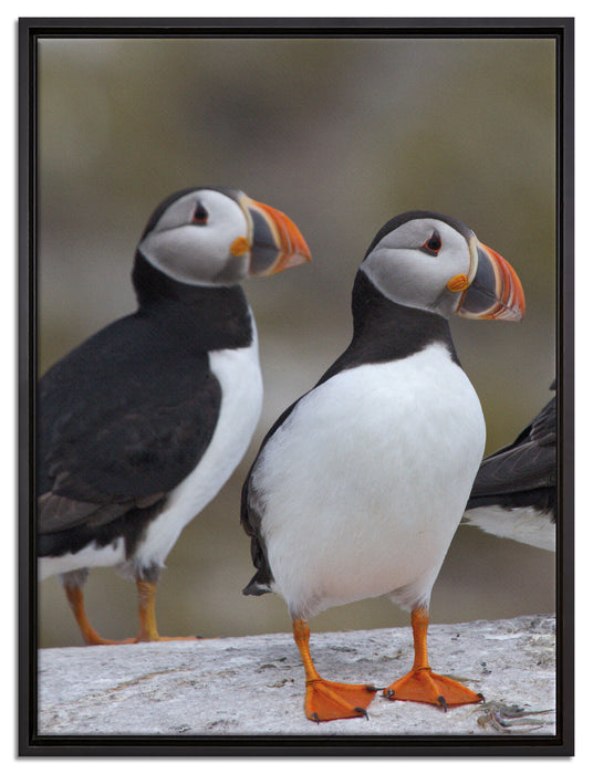 Papageitaucher Familie auf Felsen auf Leinwandbild gerahmt Größe 80x60