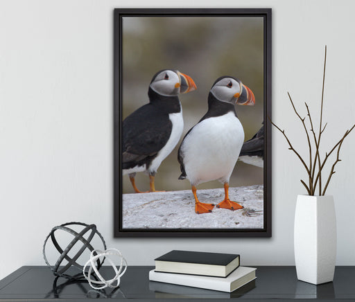 Papageitaucher Familie auf Felsen auf Leinwandbild gerahmt mit Kirschblüten