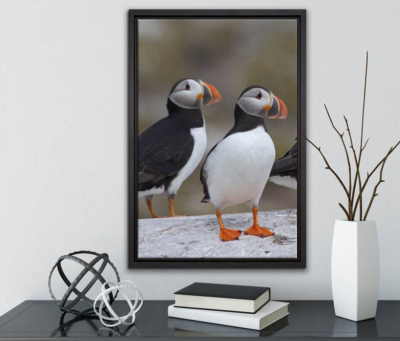 Papageitaucher Familie auf Felsen auf Leinwandbild gerahmt mit Kirschblüten