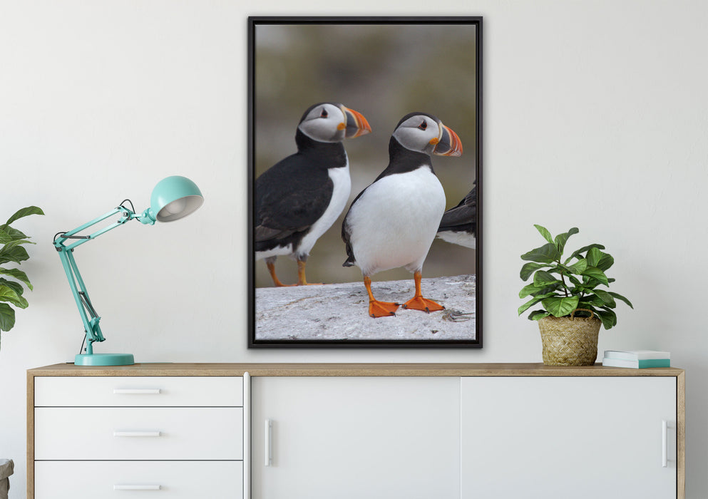 Papageitaucher Familie auf Felsen auf Leinwandbild gerahmt verschiedene Größen im Wohnzimmer