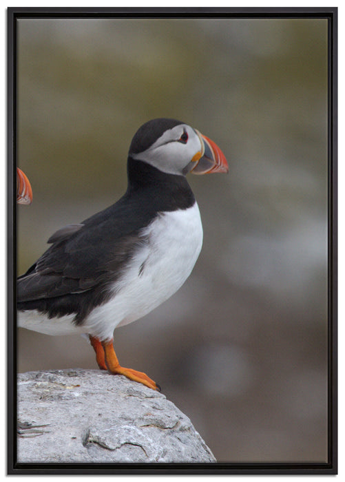 Papageitaucher Familie auf Felsen auf Leinwandbild gerahmt Größe 100x70
