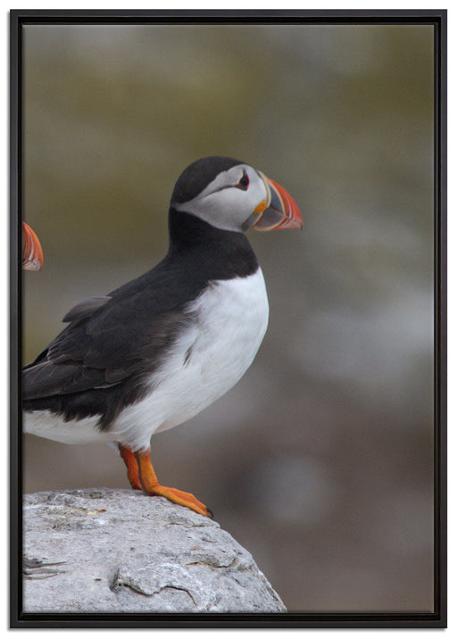Papageitaucher Familie auf Felsen auf Leinwandbild gerahmt Größe 100x70