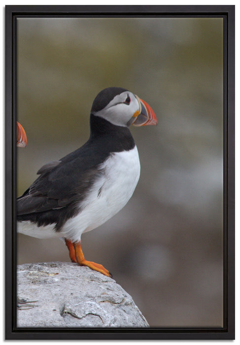 Papageitaucher Familie auf Felsen auf Leinwandbild gerahmt Größe 60x40
