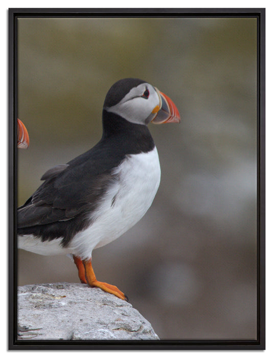 Papageitaucher Familie auf Felsen auf Leinwandbild gerahmt Größe 80x60