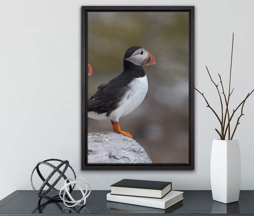 Papageitaucher Familie auf Felsen auf Leinwandbild gerahmt mit Kirschblüten