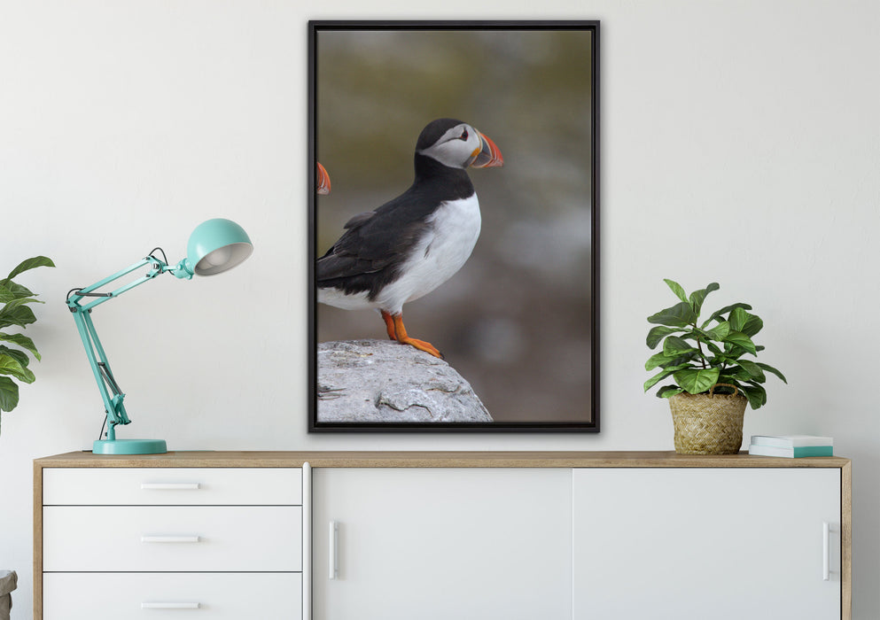 Papageitaucher Familie auf Felsen auf Leinwandbild gerahmt verschiedene Größen im Wohnzimmer