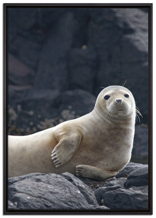 Robbe entspannt auf Felsen auf Leinwandbild gerahmt Größe 100x70