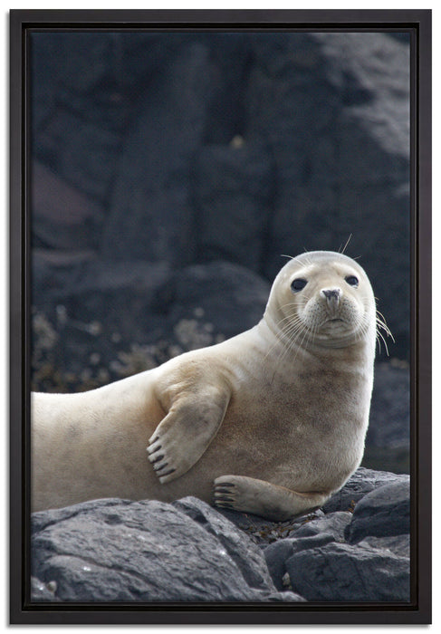 Robbe entspannt auf Felsen auf Leinwandbild gerahmt Größe 60x40