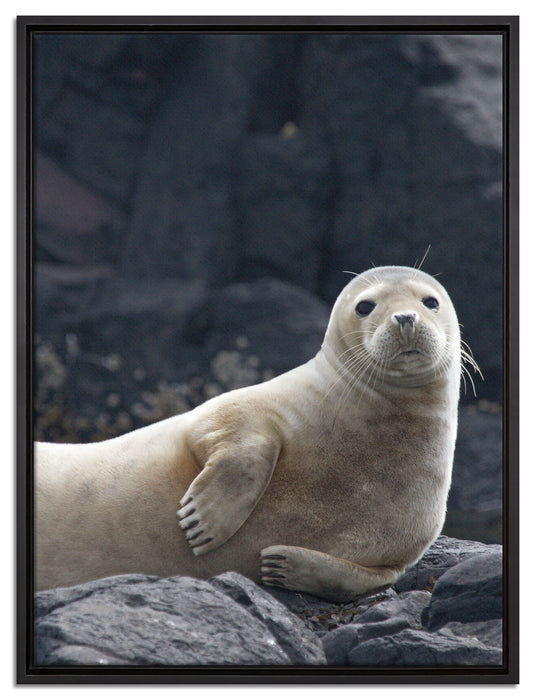 Robbe entspannt auf Felsen auf Leinwandbild gerahmt Größe 80x60