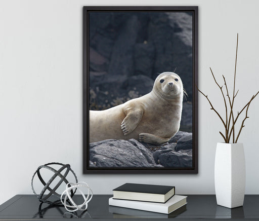 Robbe entspannt auf Felsen auf Leinwandbild gerahmt mit Kirschblüten