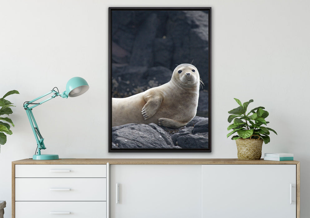Robbe entspannt auf Felsen auf Leinwandbild gerahmt verschiedene Größen im Wohnzimmer