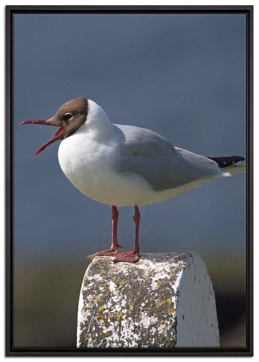 kleine Lachmöwe auf Leinwandbild gerahmt Größe 100x70
