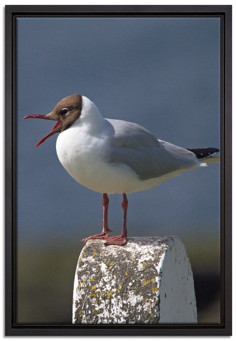 kleine Lachmöwe auf Leinwandbild gerahmt Größe 60x40