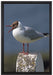 kleine Lachmöwe auf Leinwandbild gerahmt Größe 60x40