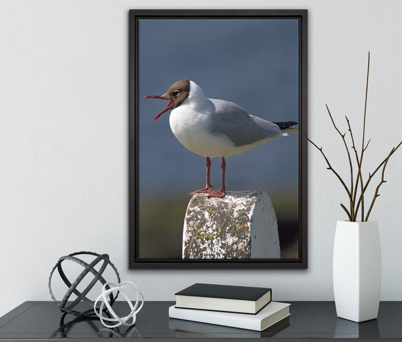 kleine Lachmöwe auf Leinwandbild gerahmt mit Kirschblüten