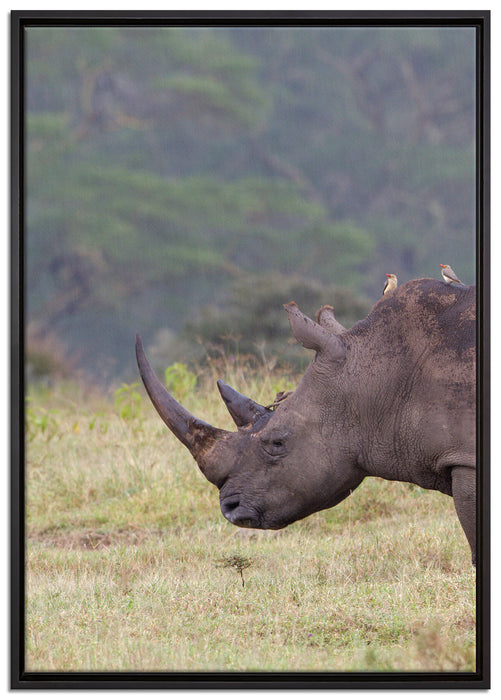 großes Nashorn in der Savanne auf Leinwandbild gerahmt Größe 100x70