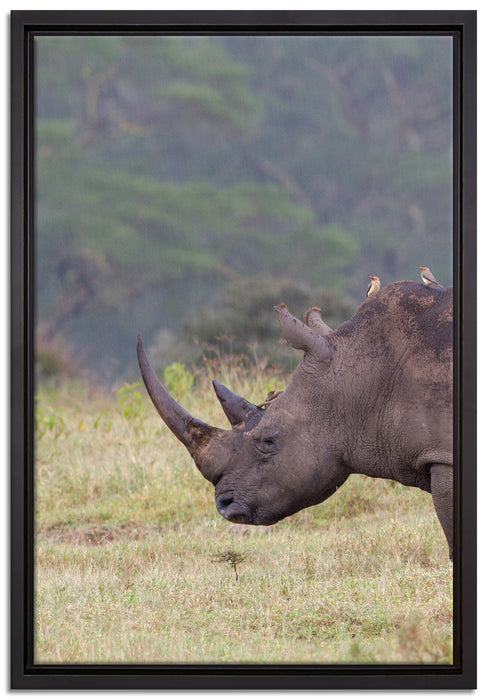 großes Nashorn in der Savanne auf Leinwandbild gerahmt Größe 60x40