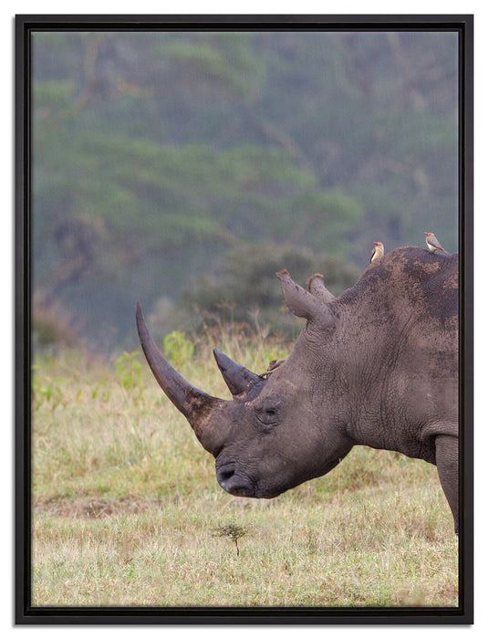 großes Nashorn in der Savanne auf Leinwandbild gerahmt Größe 80x60