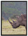 großes Nashorn in der Savanne auf Leinwandbild gerahmt Größe 80x60