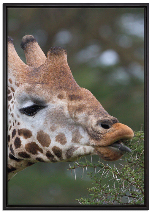 schöne Giraffe beim Fressen auf Leinwandbild gerahmt Größe 100x70