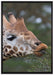 schöne Giraffe beim Fressen auf Leinwandbild gerahmt Größe 100x70