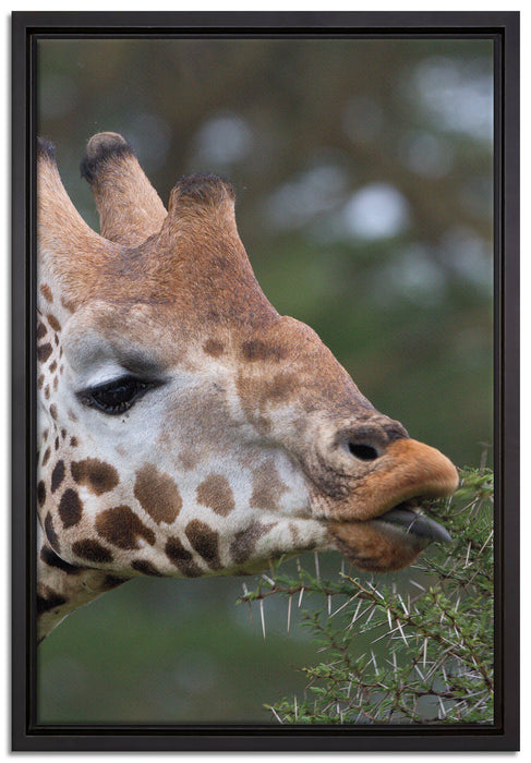 schöne Giraffe beim Fressen auf Leinwandbild gerahmt Größe 60x40