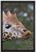 schöne Giraffe beim Fressen auf Leinwandbild gerahmt Größe 60x40