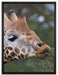 schöne Giraffe beim Fressen auf Leinwandbild gerahmt Größe 80x60