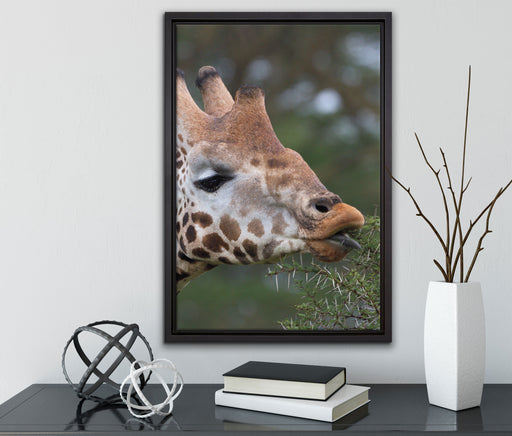 schöne Giraffe beim Fressen auf Leinwandbild gerahmt mit Kirschblüten